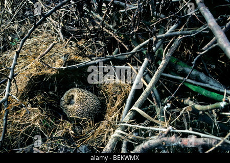 Unione riccio (Erinaceus europaeus) entra in modalità di ibernazione in nido tra la vegetazione in giardino Foto Stock