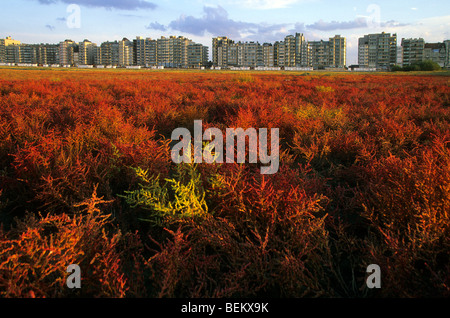 Marsh samphire / la salicornia (Salicornia europaea) e il blocco di appartamenti, Knokke-Heist, Belgio Foto Stock