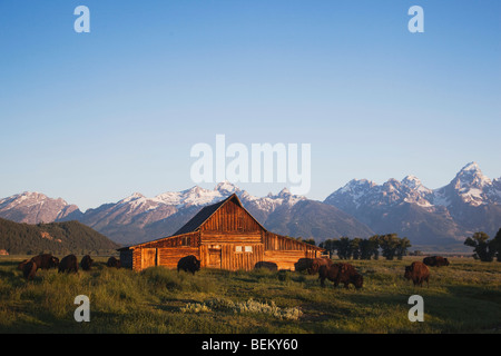 Bisonti americani, Buffalo (Bison bison) allevamento nella parte anteriore del vecchio fienile in legno e Grand Teton gamma,Grand Teton NP,Wyoming, STATI UNITI D'AMERICA Foto Stock