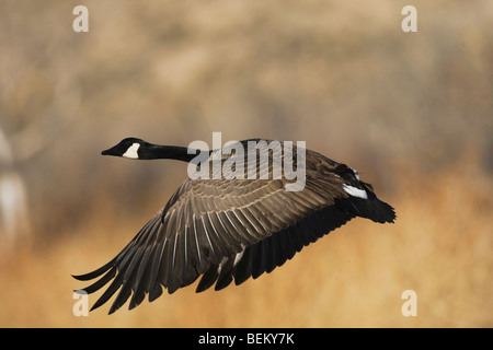 Canada Goose, (Branta canadensis), Adulto, Bosque del Apache National Wildlife Refuge , Nuovo Messico, STATI UNITI D'AMERICA Foto Stock