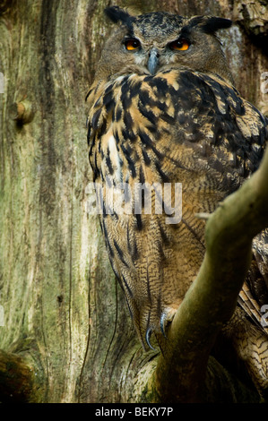 Gufo reale (Bubo bubo) arroccato nella struttura ad albero nella foresta, Germania Foto Stock