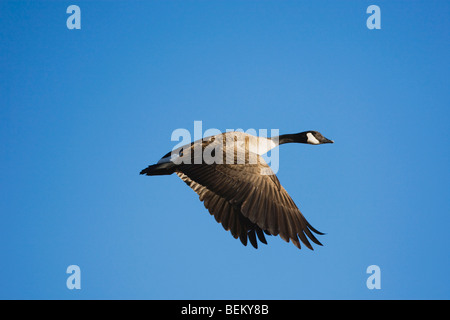 Canada Goose, (Branta canadensis), Adulto, Bosque del Apache National Wildlife Refuge , Nuovo Messico, STATI UNITI D'AMERICA Foto Stock