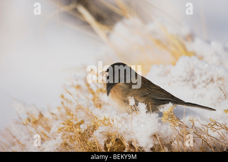 Dark-eyed Junco (Junco hyemalis), Adulto oregon forma, il Parco Nazionale di Yellowstone, Wyoming USA Foto Stock