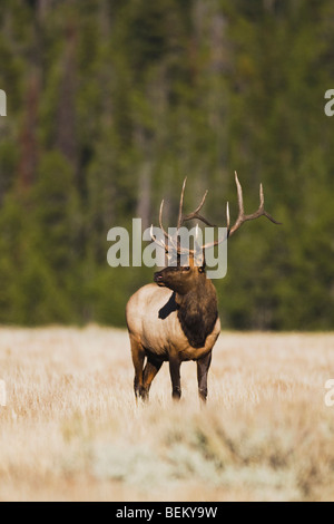 Elk, Wapiti (Cervus elaphus), Bull bugling, Yellowstone NP,Wyoming, STATI UNITI D'AMERICA Foto Stock
