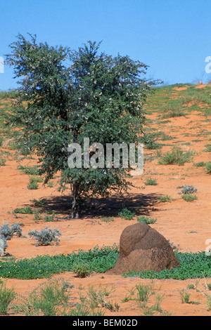 Termite mound della trebbiatrice Snouted termiti e albero Camelthorn nel deserto del Kalahari, Kgalagadi Parco transfrontaliero, Sud Africa Foto Stock