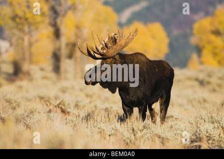 Alci (Alces alces), Bull, Grand Teton NP,Wyoming, STATI UNITI D'AMERICA Foto Stock