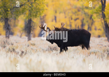 Alci (Alces alces), Bull, Grand Teton NP,Wyoming, STATI UNITI D'AMERICA Foto Stock