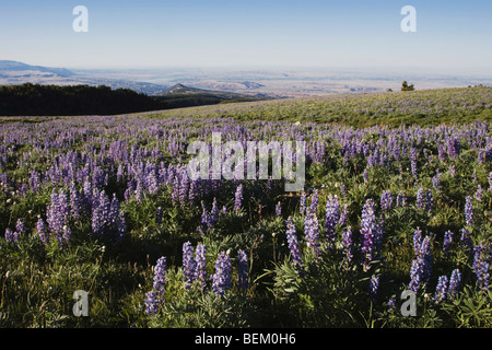 Lupino setosa (Lupinus sericeus), Pryor Mountains, Montana, USA Foto Stock