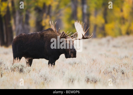 Alci (Alces alces), Bull, Grand Teton NP,Wyoming, STATI UNITI D'AMERICA Foto Stock