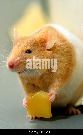 Criceto dorato (mesocricetus auratus) mangiare formaggio Foto Stock