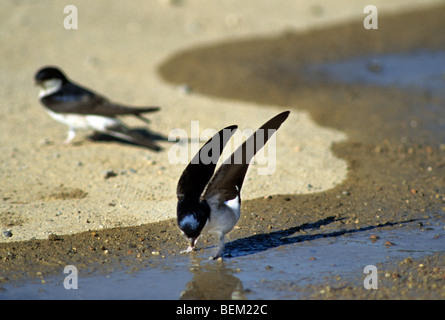 Casa comune martins (Delichon urbicum / Delichon urbica) raccolta di fango per la nidificazione Foto Stock