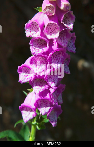 Foxglove; Digitalis purpurea, il Gennargentu e Golfo di Orosei Parco Nazionale, Sardegna, Italia, Europa Foto Stock