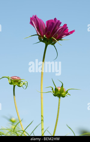 Cosmos bipinnatus conchiglie di mare Foto Stock