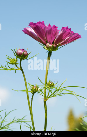 Cosmos bipinnatus conchiglie di mare Foto Stock