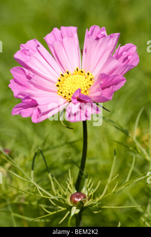 Cosmos bipinnatus conchiglie di mare Foto Stock