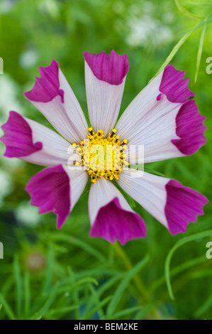 Cosmos bipinnatus conchiglie di mare Foto Stock