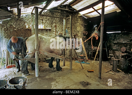 Fabbro ferro di cavallo di fissaggio sul progetto di cavallo nella fucina Foto Stock