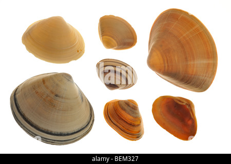 Mactridae con Surf clam (Spisula solida), sottoposti ai raggi attraverso la shell e tagliare attraverso i serbatoi, Belgio Foto Stock