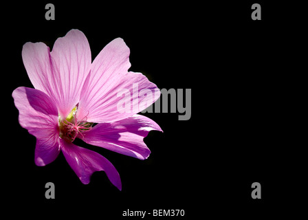 Un taglio al di fuori di un muschio rosa fiori malva Foto Stock