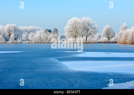 Congelato stagno con ghiaccio nel parco paesaggio con alberi coperti di bianco frost / brina, Dominio provinciale Wachtebeke, Belgio Foto Stock