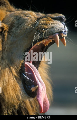 Ritratto di Leone asiatico (Panthera leo persica) che mostra denti mentre sbadigli, India Foto Stock