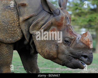 La testa di Rhino. Foto Stock