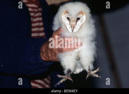 Suoneria tenendo premuto il barbagianni (Tyto alba) pulcino Foto Stock