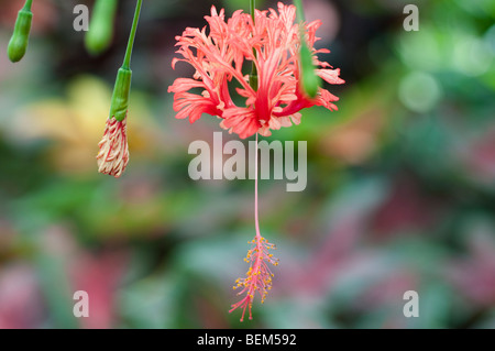 Hibiscus schizopetalus Lanterna giapponese Coral Hibiscus orlata Rosemallow Foto Stock