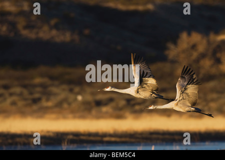 Sandhill gru (Grus canadensis), coppia in volo, Bosque del Apache National Wildlife Refuge , Nuovo Messico, STATI UNITI D'AMERICA, Foto Stock