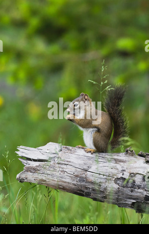 Scoiattolo rosso, Pine Squirrel (Tamiasciurus hudsonicus), Adulto mangiare pigna, Grand Teton NP,Wyoming, STATI UNITI D'AMERICA Foto Stock