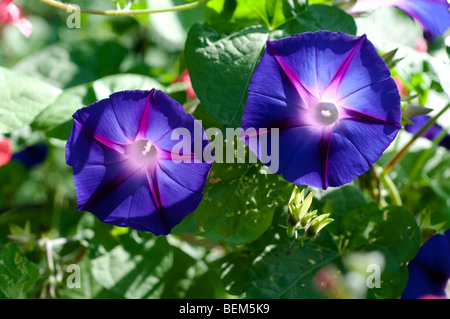 Ipomoea KNIOLAS BLACK KNIGHT Foto Stock