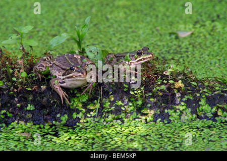 Due rane commestibili (Pelophylax kl. esculentus / Rana kl. esculenta) seduto tra lenticchie d'acqua (Lemnaceae) in stagno Foto Stock