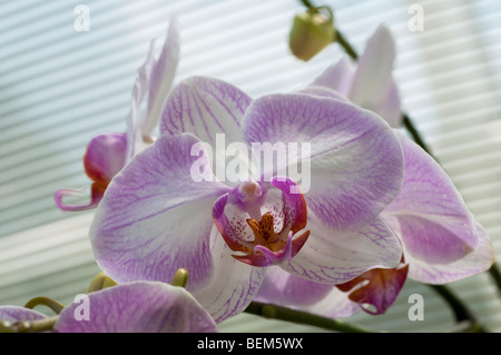 Orchid Phalaenopsis o moth orchid bianco con bordo rosa Foto Stock