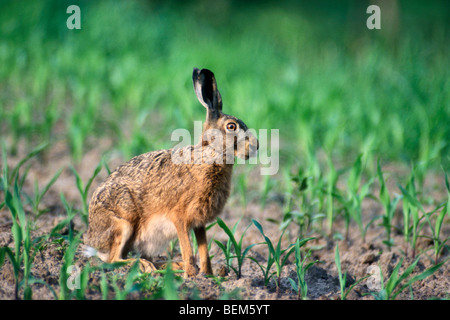 European / Brown hare (Lepus europaeus) eating from crop in field, Belgium Foto Stock