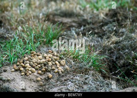 Pellet di coniglio (oryctolagus cuniculus) sulla latrina vicino burrow in Prato Foto Stock