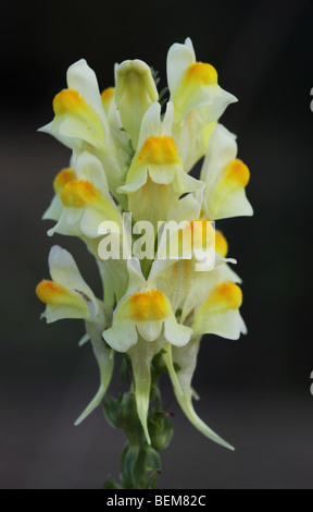 Toadflax comune fiori Foto Stock