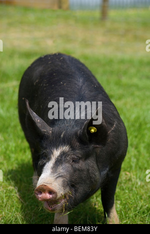 Close-up di un maiale Berkshire presso il Royal Show Foto Stock