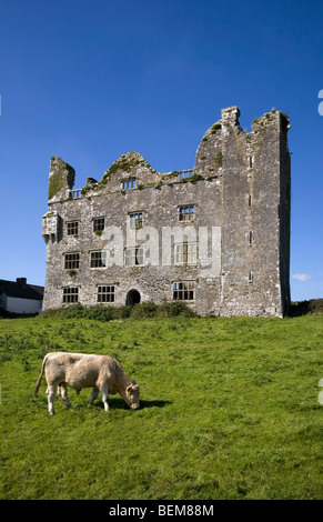 Charolais Calf dal XV secolo castello Leamanagh, Burren, County Clare, Irlanda Foto Stock