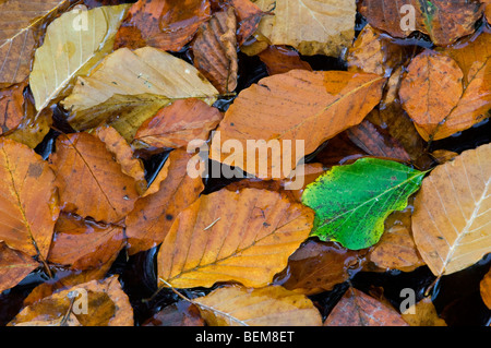 Europea di faggio (Fagus sylvatica) foglie in autunno colori galleggianti in stagno, Ardenne, Belgio Foto Stock