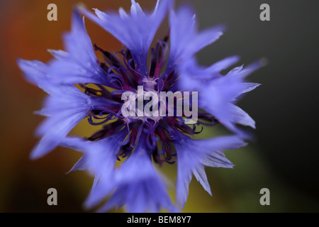 Fiordaliso fotografata da sopra a paletta Farm Scozia. Foto Stock