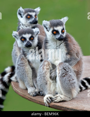 Gruppo anello di coda di lemuri (Lemur catta) Foto Stock