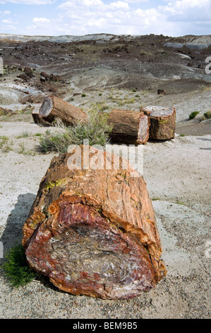 Sezione trasversale di legno pietrificato mostrando coloratissimi modelli di cristallo, Deserto Dipinto e il Parco Nazionale della Foresta Pietrificata, Arizona Foto Stock