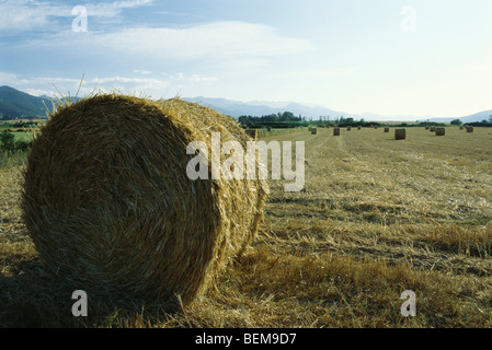 Balle di fieno sul campo, Spagna Foto Stock