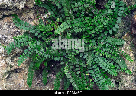 Maidenhair spleenwort (Asplenium trichomanes) cresce in roccia Foto Stock