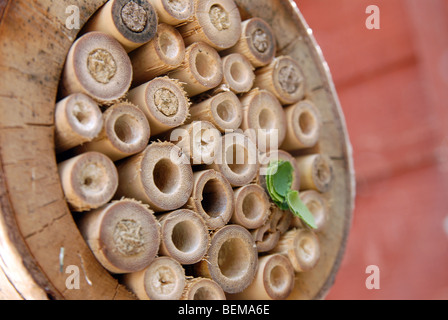 Una casa di bambù per le api solitarie con nidi realizzati da mason api, la Osmia Rufus e leafcutter api, Megachile centuncularis. Foto Stock