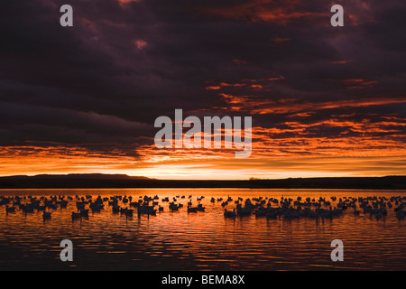 Snow Goose (Chen caerulescens), gregge di sunrise, Bosque del Apache National Wildlife Refuge , Nuovo Messico, STATI UNITI D'AMERICA, Foto Stock