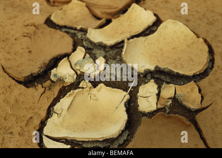 Hardpan Cracking, close-up di massa a secco Foto Stock