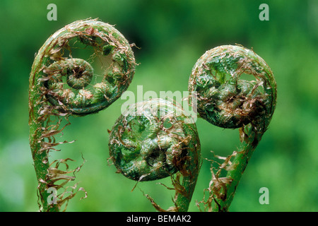 Felce aquilina fronde dispiegarsi (Pteridium aquilinum) in primavera Foto Stock