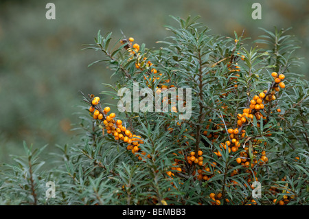 Mare comune-frangola (Hippophae rhamnoides nota) ramoscello con bacche mature in estate Foto Stock