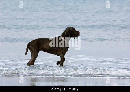 German wirehaired puntatore (Canis lupus familiaris) giocando in acqua lungo la costa del Mare del Nord Foto Stock